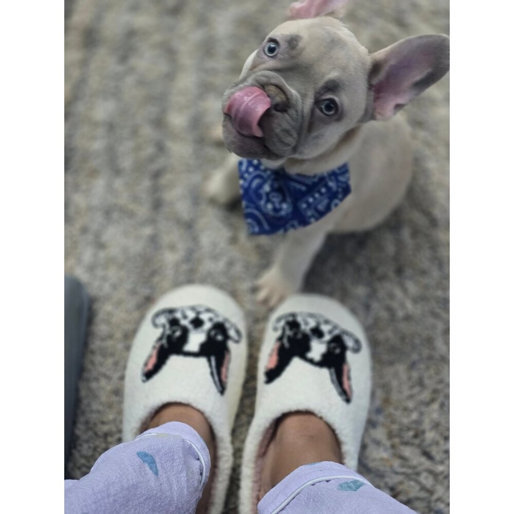 Cute Frenchie French Bulldog Cushioned Fleece House Slippers Shoes US Sizes 6-10